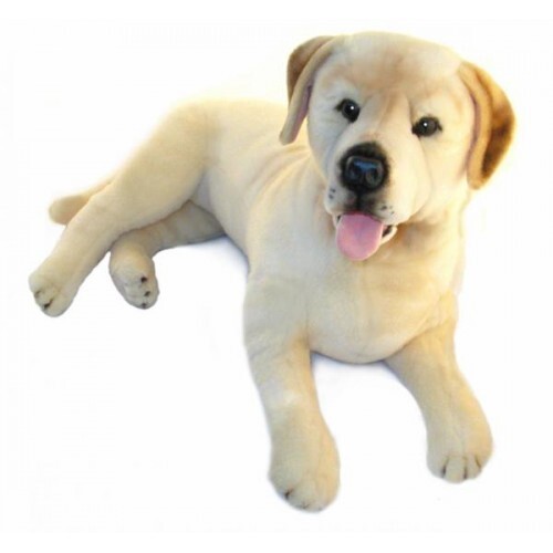 labrador teddy
